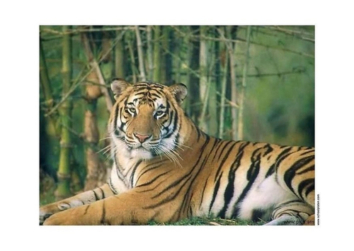 Tijger
