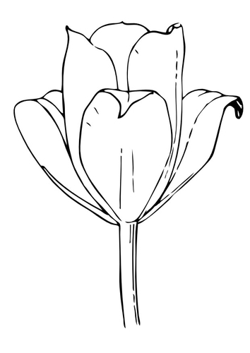 Kleurplaat tulp