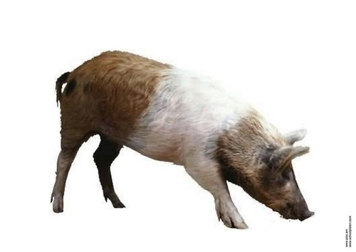 Varken