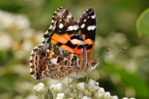 vlinder - Australian painted lady