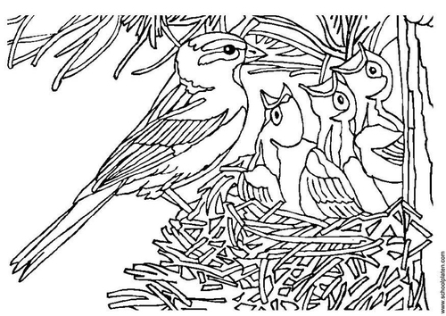 vogel met nest