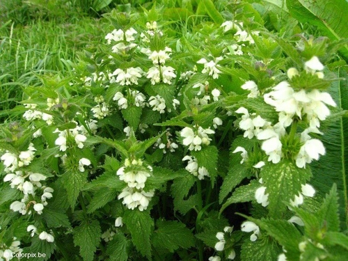 witte dovenetel