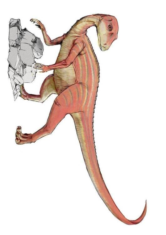 Abrictosaurus dinosaurus