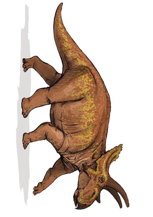 Anchiceratops dinosaurus