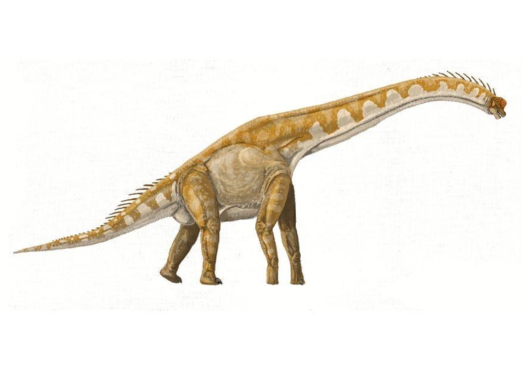 Afbeelding Brachiosaurus