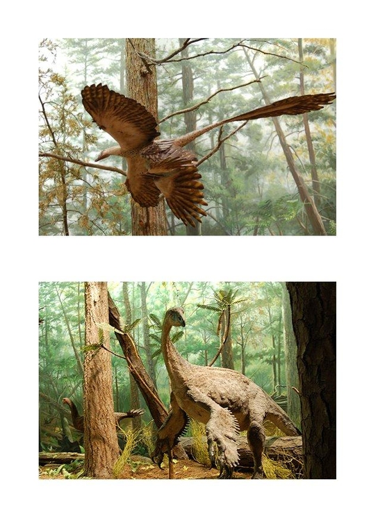 Afbeelding Gevederde Dinosaurussen