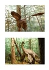 Afbeeldingen Gevederde Dinosaurussen