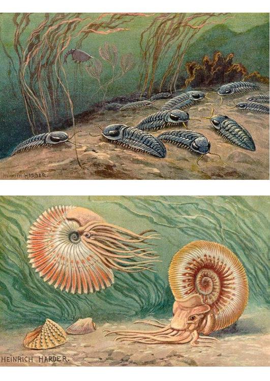 Trilobites en Ammonoids