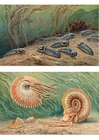 Afbeeldingen Trilobites en Ammonoids