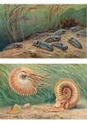 Trilobites en Ammonoids