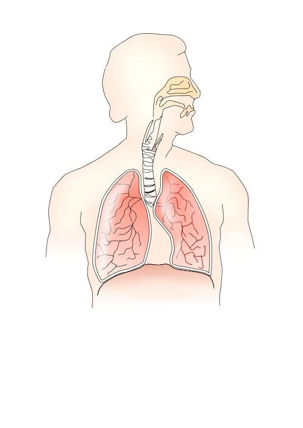Afbeelding ademhalingsstelsel