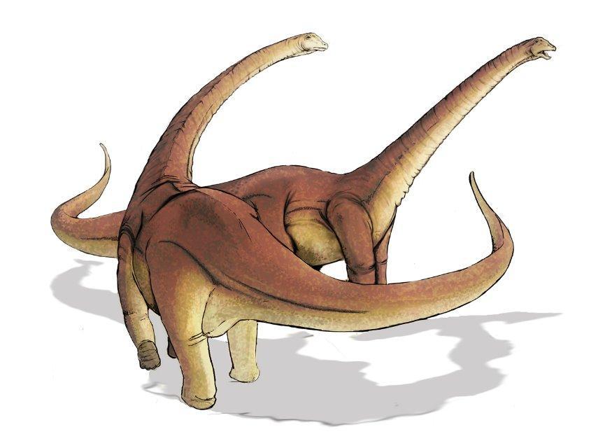 Afbeelding alamosaurus