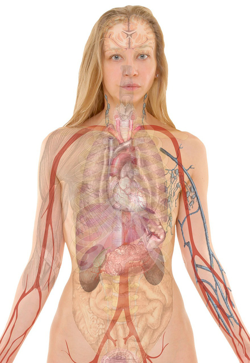 Afbeelding anatomie