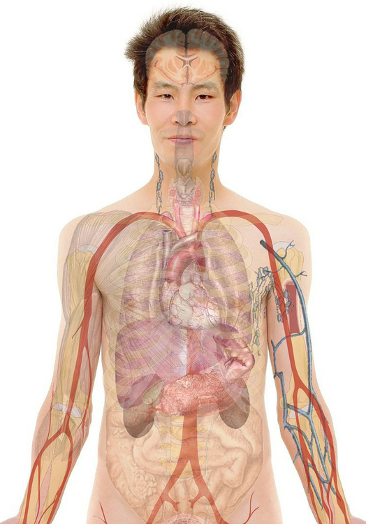 Afbeelding anatomie