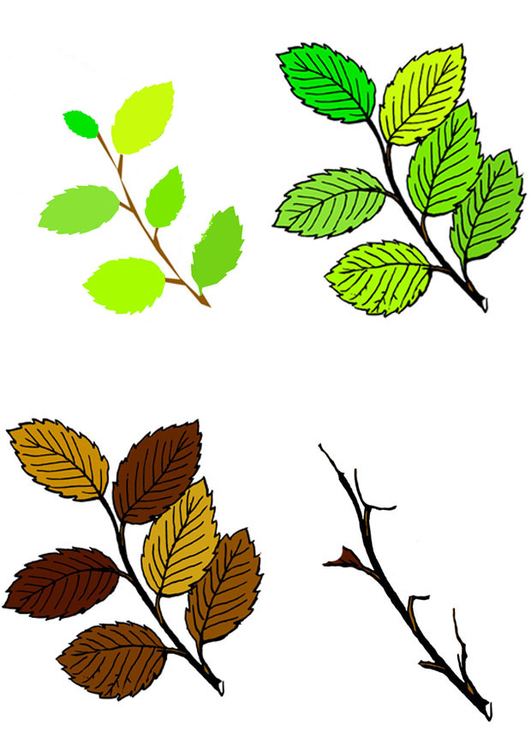 Afbeelding bladeren vier seizoenen
