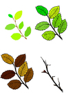 bladeren vier seizoenen