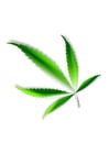 Afbeeldingen cannabis