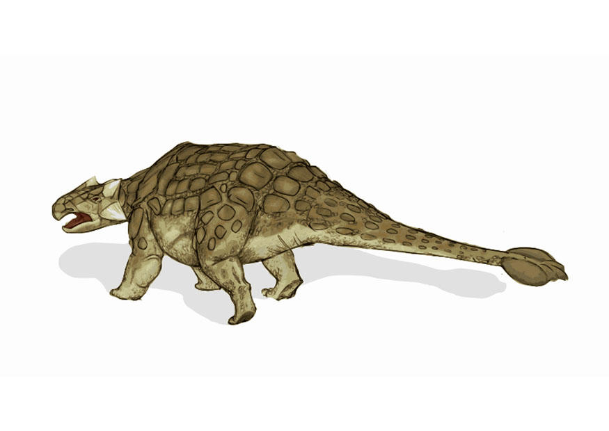 Afbeelding dinosaurus - ankylosaurus 2