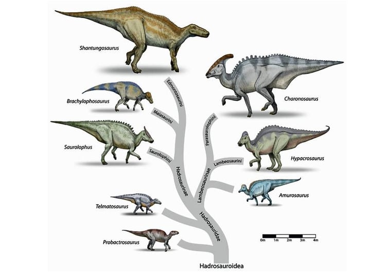 Afbeelding dinosaurussen evolutie