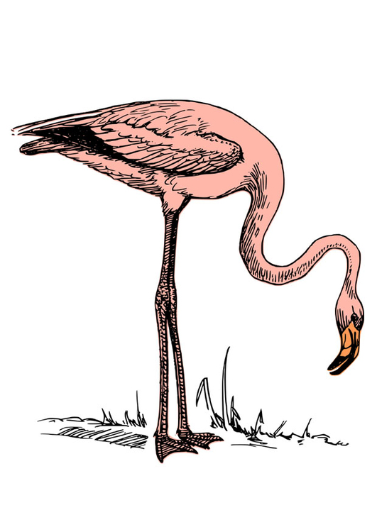 Afbeelding flamingo
