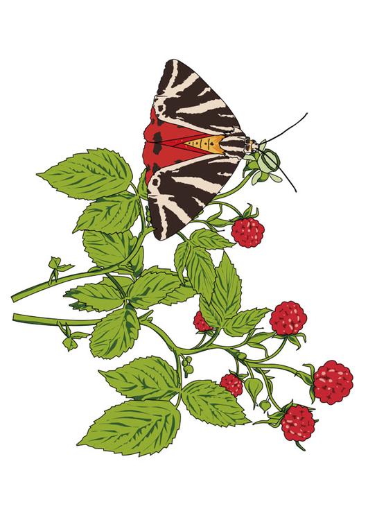 frambozen met vlinder