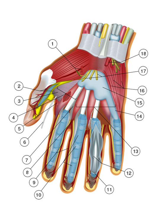 Afbeelding hand