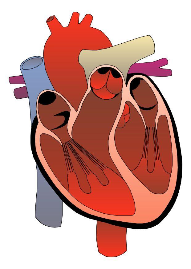 Afbeelding hart
