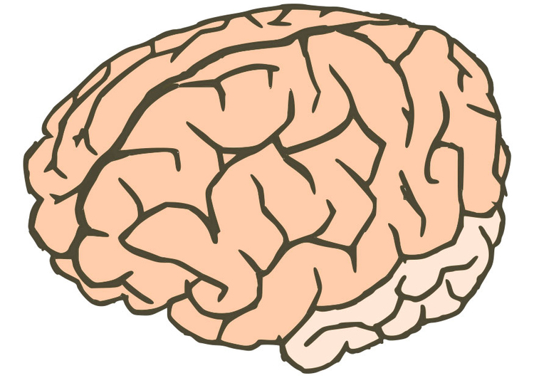 Afbeelding hersenen