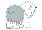 Afbeelding hond - bobtail
