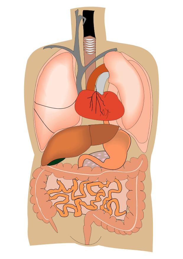 Afbeelding interne organen