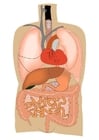 Afbeeldingen interne organen