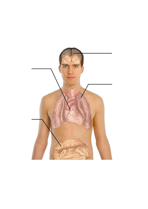 Afbeelding menselijk lichaam