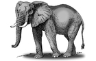 Afbeeldingen olifant