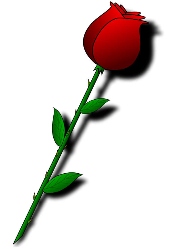 Afbeelding rode roos