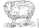 Kleurplaat schaap