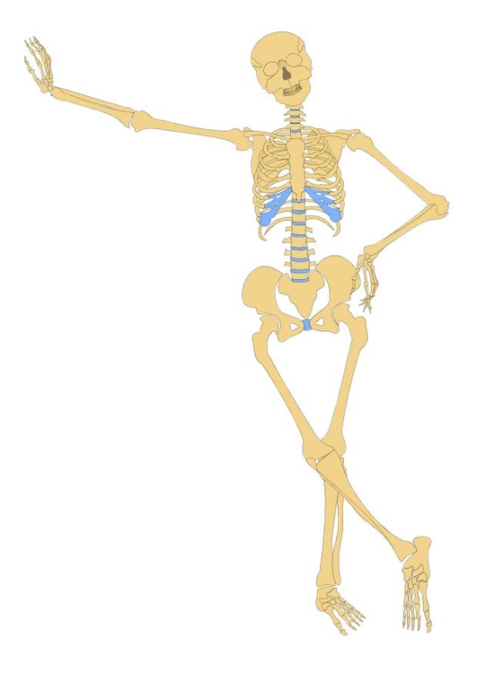 Afbeelding skelet
