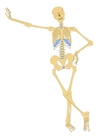 Afbeeldingen skelet