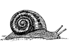Kleurplaat slak