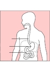 Afbeeldingen spijsvertering