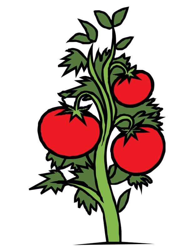 Afbeelding tomatenplant