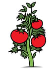 Afbeeldingen tomatenplant