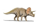 Afbeelding triceratops