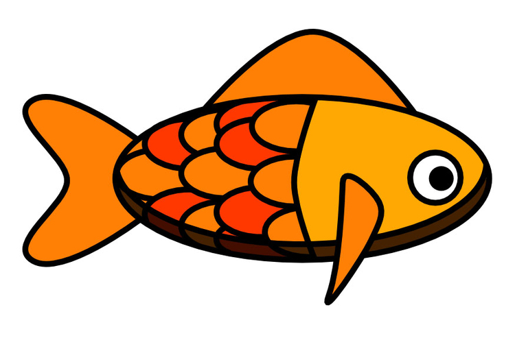 Afbeelding vis 