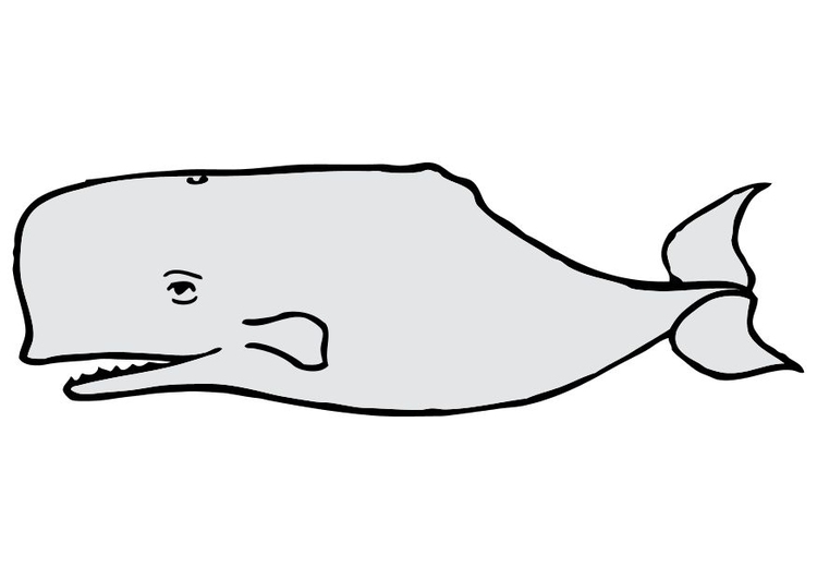Afbeelding walvis