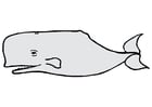 Afbeelding walvis