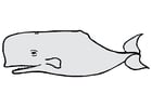 walvis