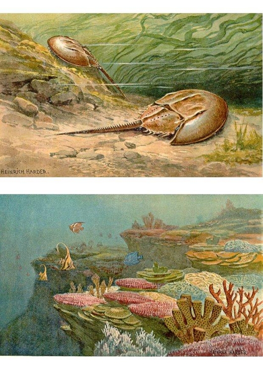 Afbeelding zeedieren