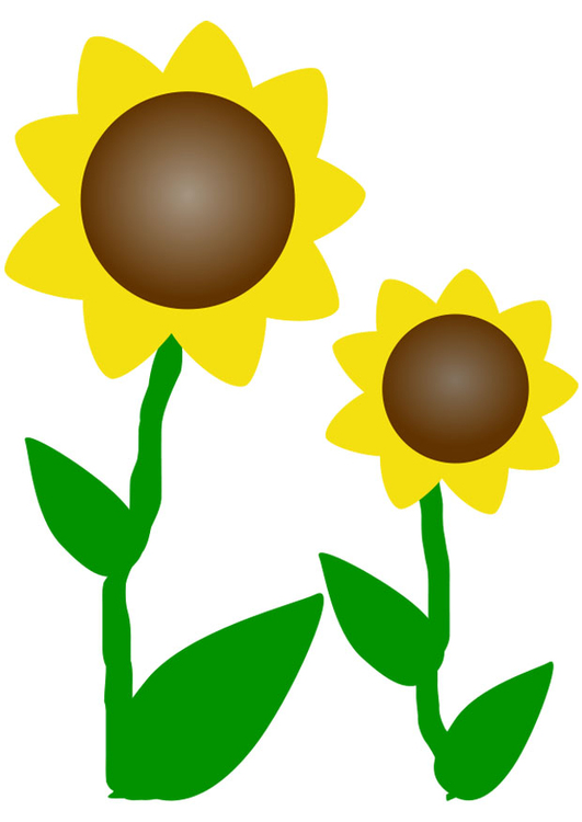 Afbeelding zonnebloemen