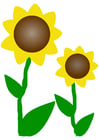 Afbeeldingen zonnebloemen