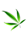 cannabis